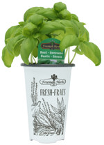 4.33" Basil Genovese Lettuce Leaf - H0809