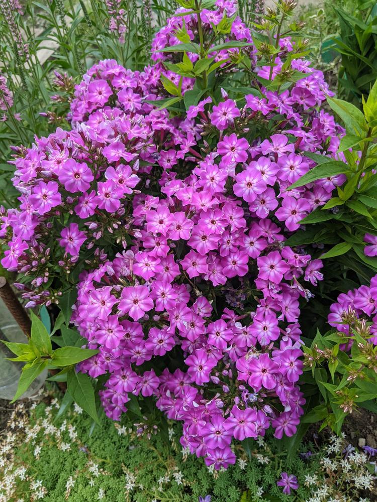2G Phlox Volcano 'Purple with White Eye' - 1007467