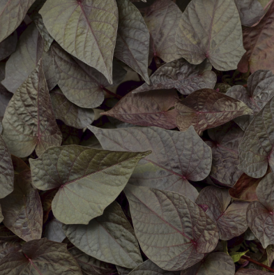 4.5" Sweet Potato Vine Black Ipomoea LG