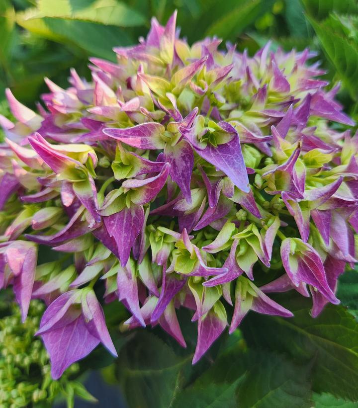 3G Hydrangea x 'Let's Dance ¡Arriba!' ('SMNHSC') Let's Dance ¡Arriba!® Bigleaf Hydrangea: Patent PP33206 1013473