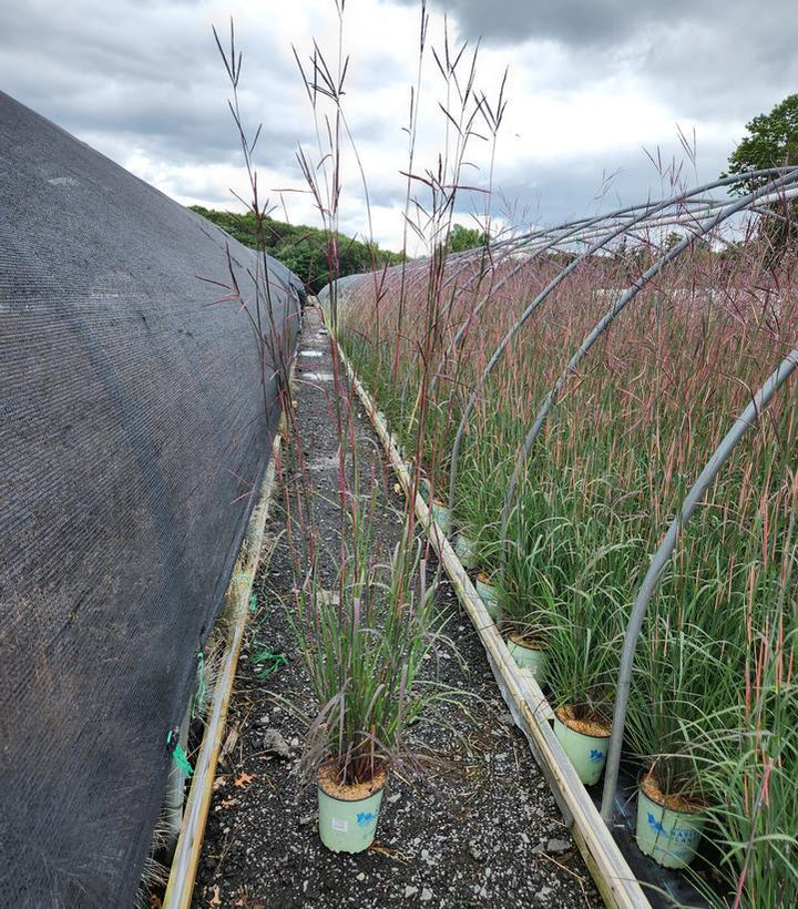 2G Andropogon Gerardii 'Red October' - Big Bluestem - 1008524