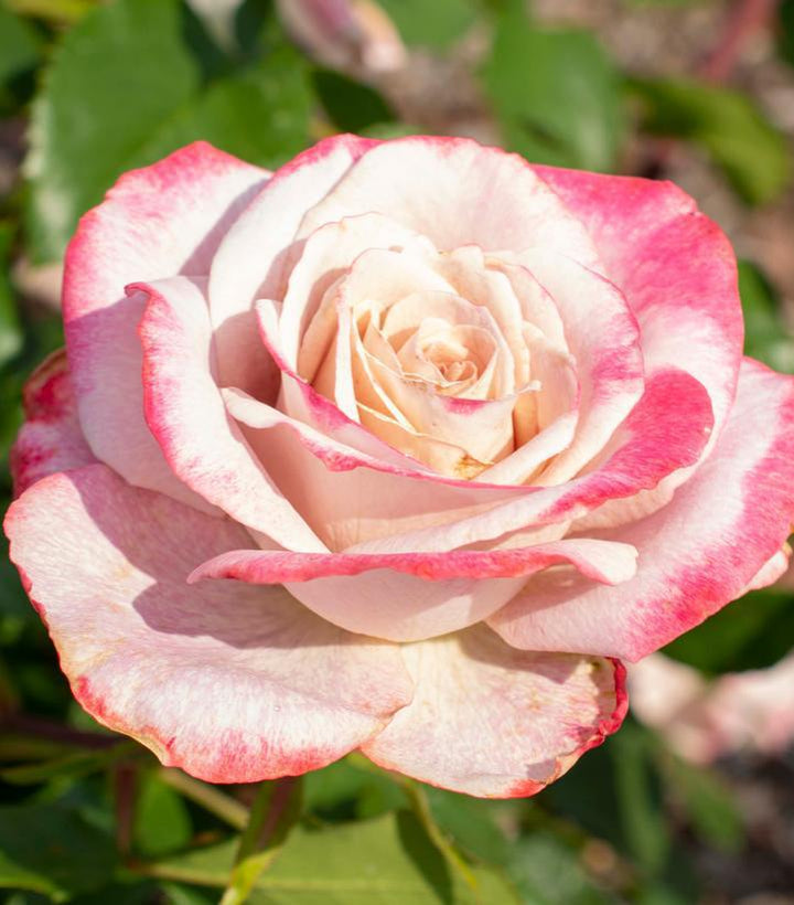 2G Rosa 'Pinkerbelle' ('Meivanae') : Patent PP30,812 1014174
