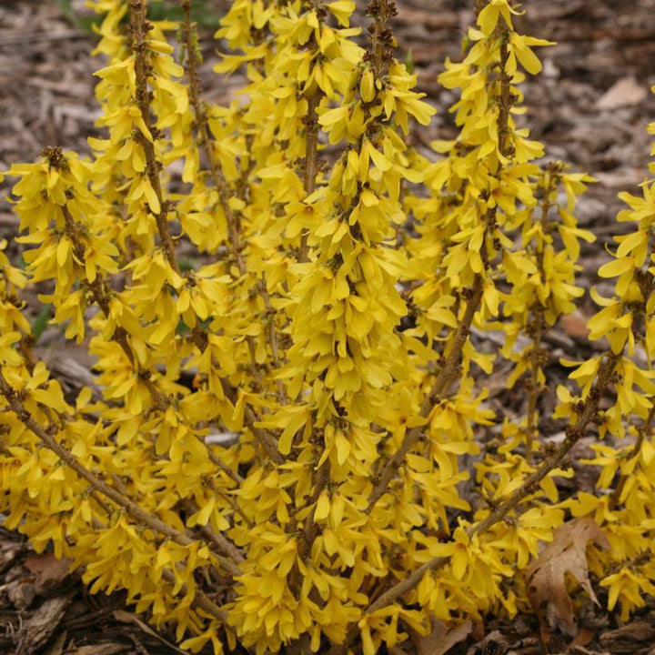 2G Forsythia Show Off® Sugar Baby® ('Nimbus') Show Off® Sugar Baby® Forsythia 1005817