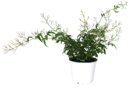 6" Jasmine Officinale - F0223