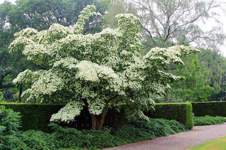 10G Cornus kousa 'Milky Way' Milky Way Dogwood