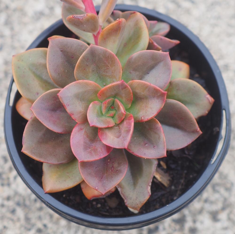 3.5" Echeveria Chroma