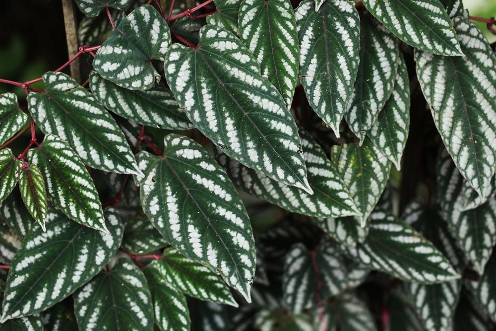 10" Cissus Discolor - Rex Begonia