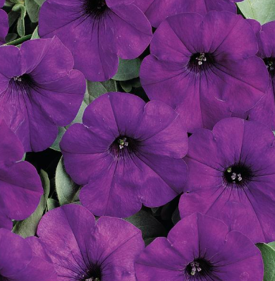 4.5" Petunia Wave (Pink Pot)