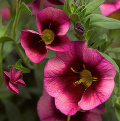 8" TP Calibrachoa