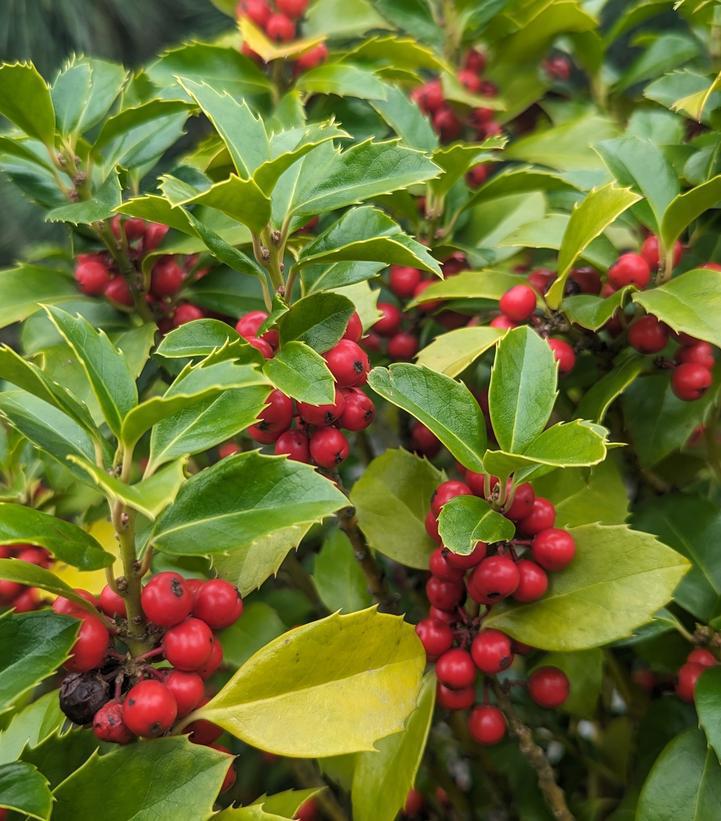 2G Ilex X Meserveae 'Castle Spire' - Holly - 1003723