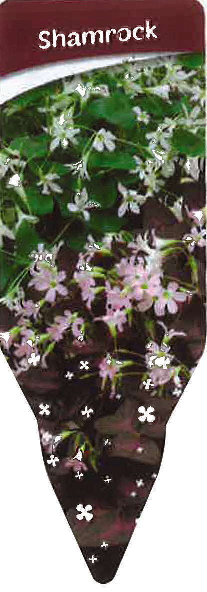 6" Oxalis Tricolor (Shamrock, Clover) F2886