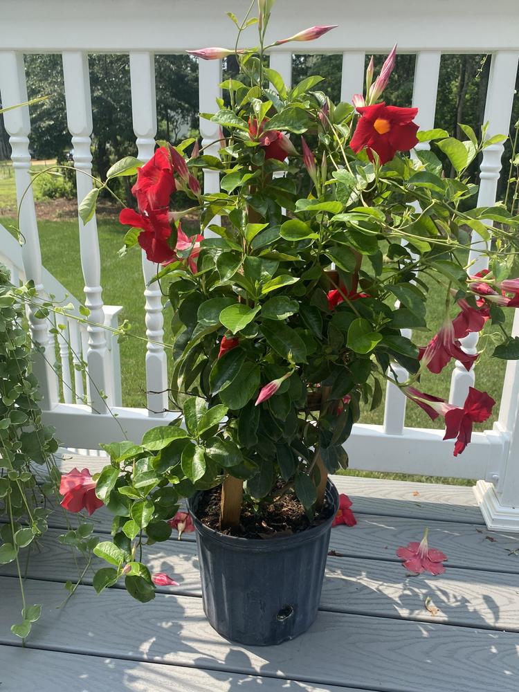 7" Mandevilla -Madinia Maximo Red