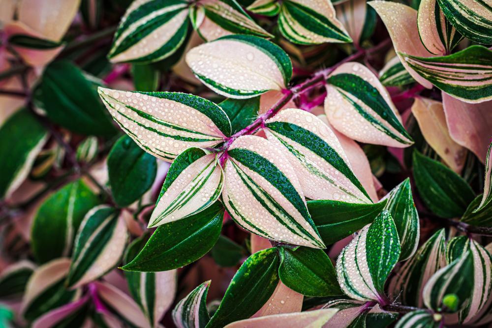 4" Tradescantia Rainbow Zebra - Wandering Jew