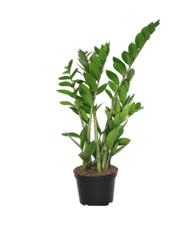 6"  Zamioculcas Zamiifolia (ZZ Plant)  - Green - T0915