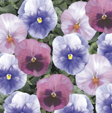 804 Pansy Delta Classic - Cotton Candy Mix