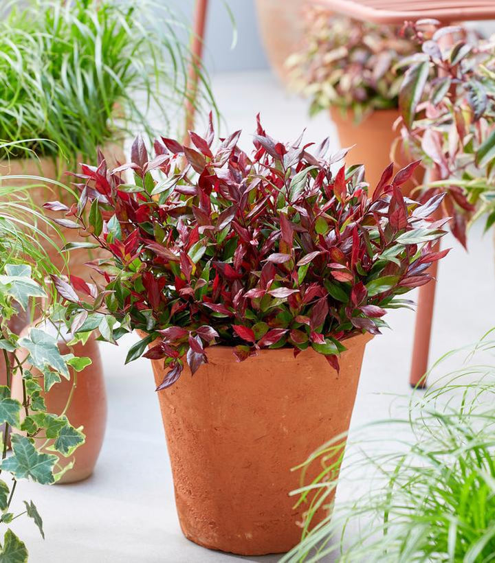 2G Leucothoe Fontanesiana Leafscape 'Little Flames' - 1014494