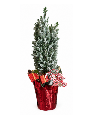 6" Chamaecyparis Ellwoodii - Ellwood’s Lawson Cypress - Flock & Décor - T12105