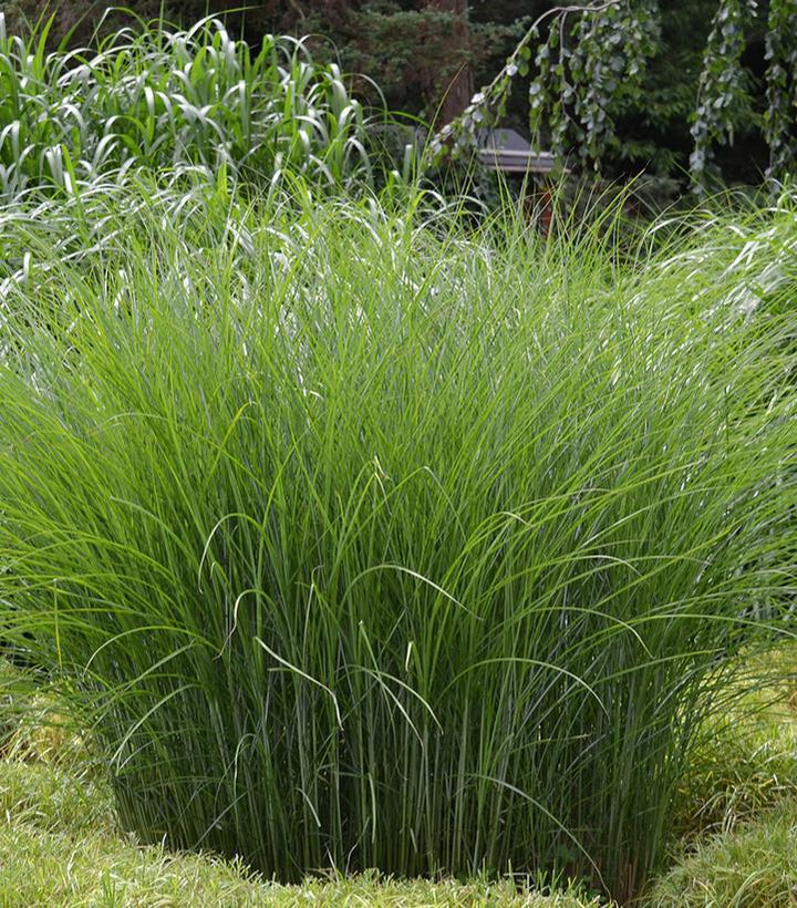 2G Miscanthus Sinensis 'Gracillimus' - Maiden Grass - 1001006