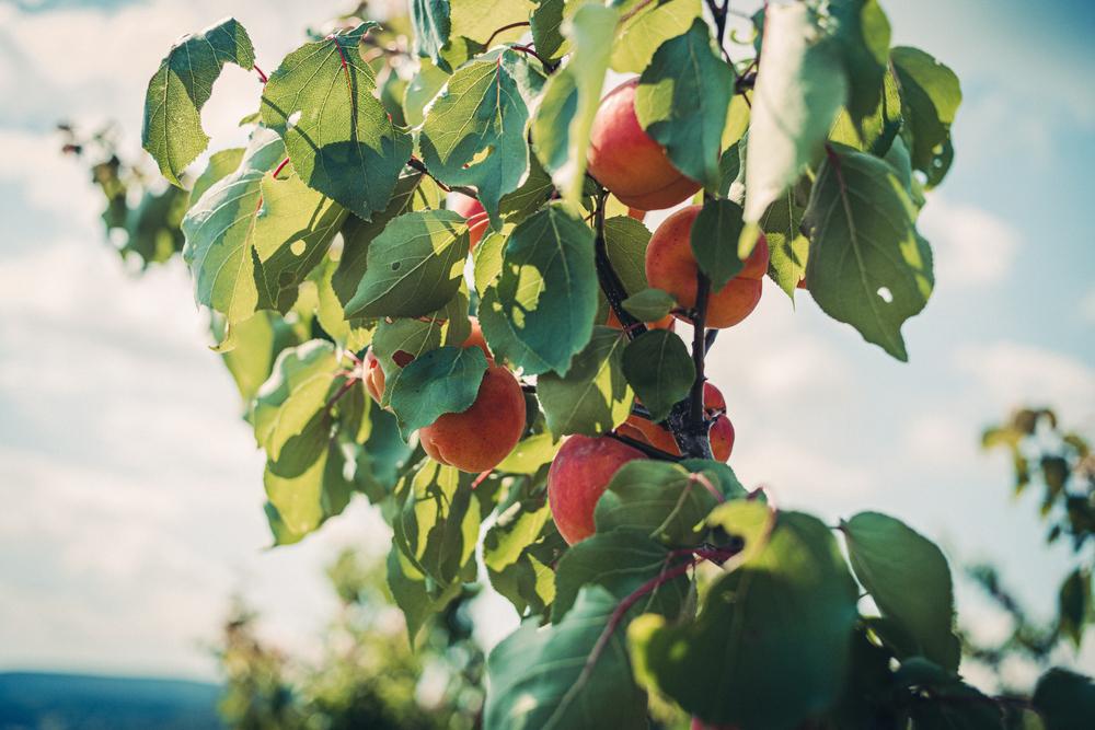 7G Prunus X 'Redhaven' Peach - Peach Tree - 1000614
