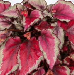6" HB Begonia Rex Hanging Basket