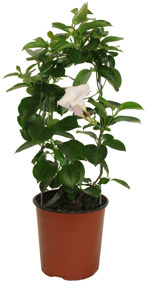 6.75" Mandevilla White Small Leaf T5342