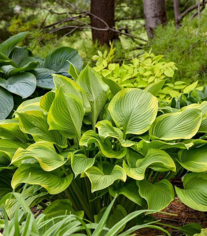 1G Hosta Shadowland 'Lone Star' - 1021273