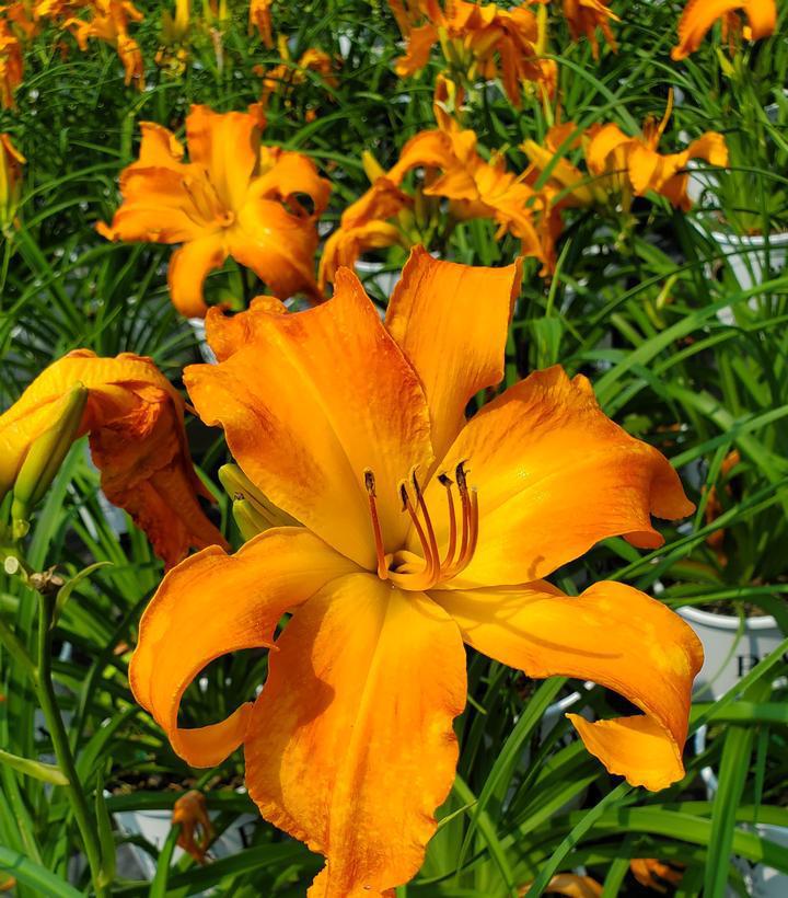 1G Hemerocallis Rainbow Rhythm® 'Primal Scream' - Daylily - 1023165