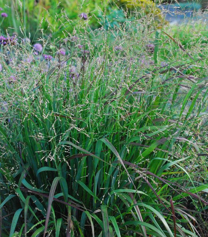 1G Panicum virgatum 'Cape Breeze' Cape Breeze Switchgrass 1006985