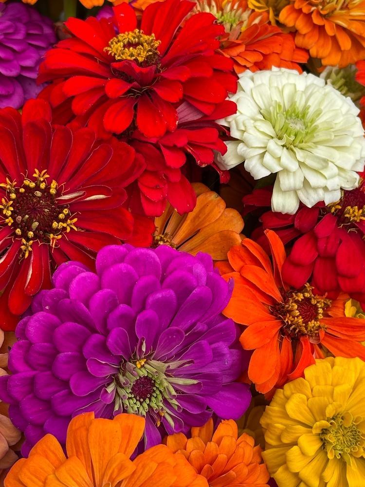4.5" Zinnia