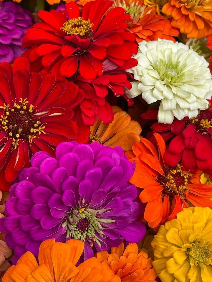 4.5" Zinnia
