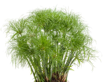 12" TP Grass Cyperus Prince Tut Patio Pot