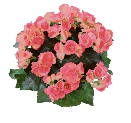 4.5" Terra Hiemalis Begonia - Netja Dark