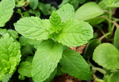 4" Herb - Mint - Mojito