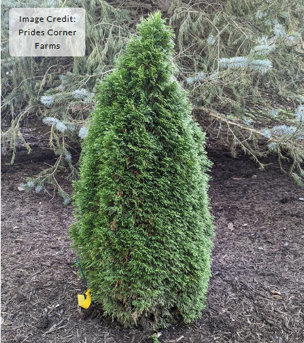 10G Thuja occidentalis (Arborvitae) 'Emerald Petite' - 1022159