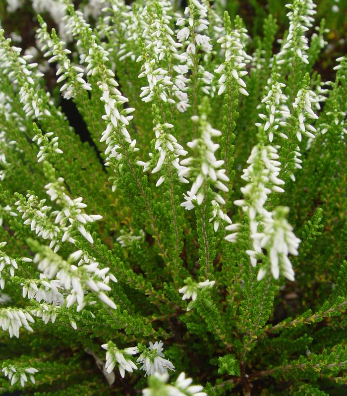 1G Calluna Vulgaris 'Maires' - Scotch Heather - 1000996
