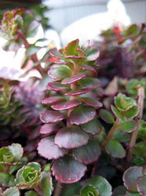 3" SEDUM SPURIUM Blaze JC (Creeping Sedum) 1004332