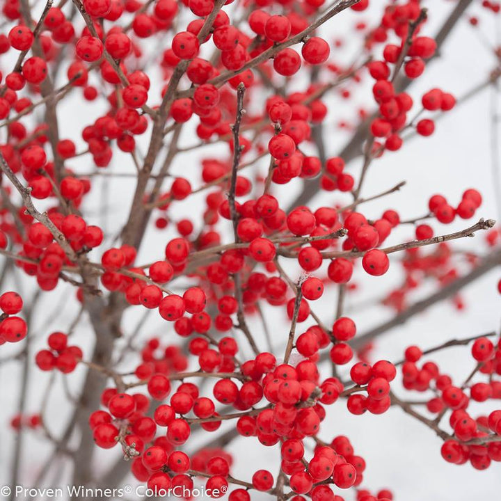 8" Ilex verticillata 'Berry Poppins' Berry Poppins® Winterberry: Patent PPAF 1009622