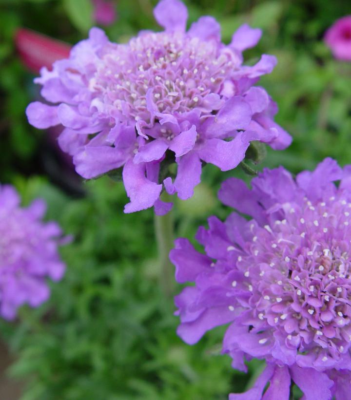 2G Scabiosa caucasica 'Butterfly Blue' Butterfly Blue Pincushion Flower