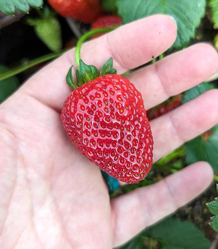 1G Strawberry 'Sweet Kiss' - Everbearing Strawberry - 1008423