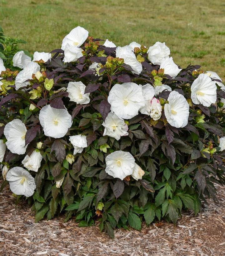 3G Hibiscus Summerific 'Cookies & Cream' - Rose Mallow - 1021116