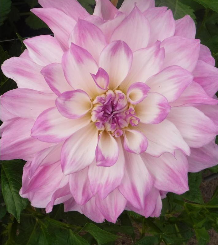 12" Dahlia `Mikayla Miranda` (White/Lilac) - Decorative Dahlia - 1014609