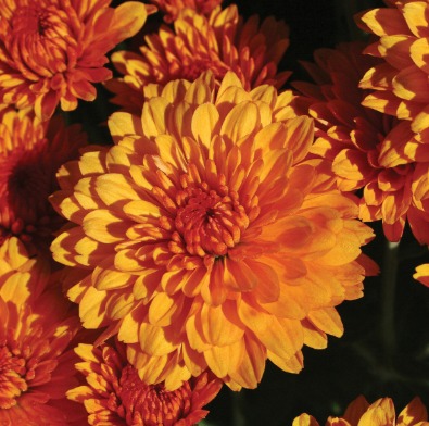 9" Mum - Miranda Orange