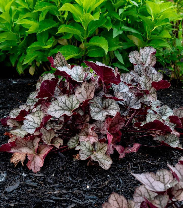 8" Heuchera 'Spice Curls' - Coral Bells - 1021896