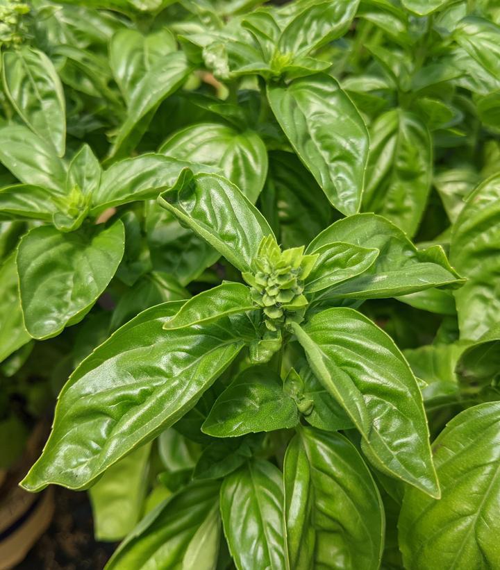 1G Ocimum Dolce Freca - Basil - 1008173