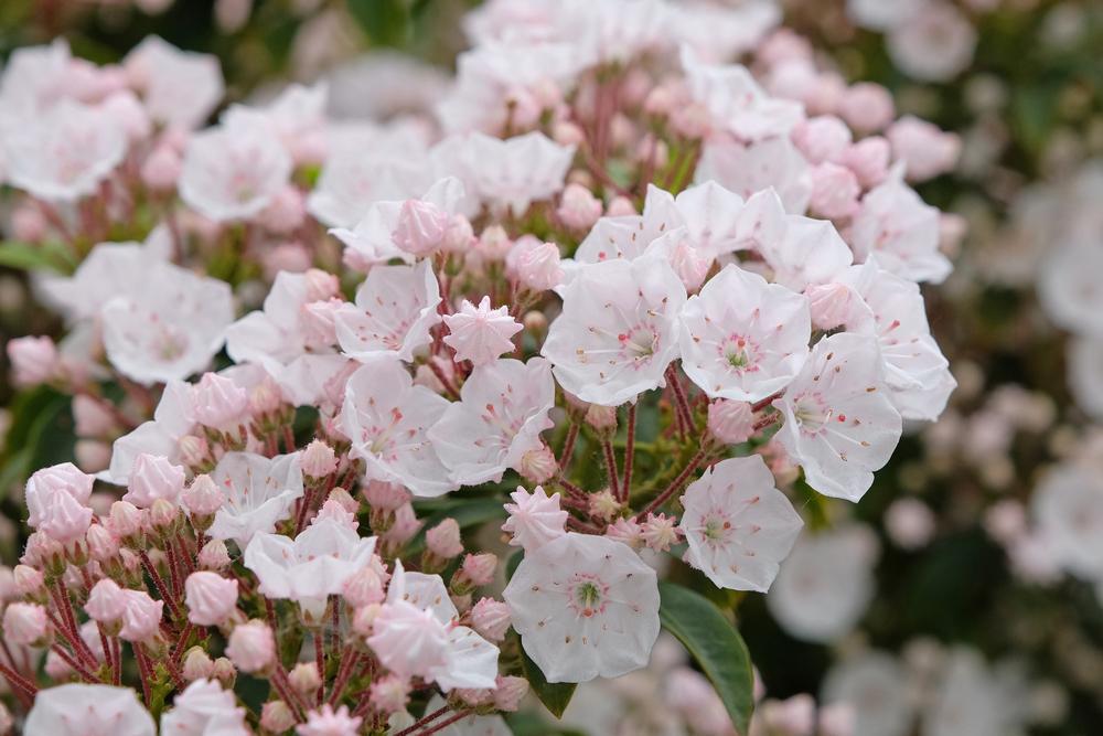 3G Kalmia lat. 'Elf' Elf Mountain Laurel