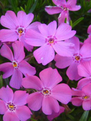 1G PHLOX SUBULATA EMERALD Pink (Creeping Phlox) 1010828