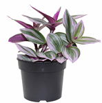 3.5" Tradescantia Nanouk - Pink Wondering Jew - G5738