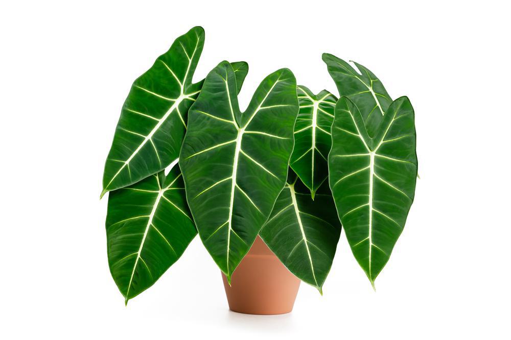 6" Alocasia