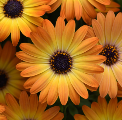 4.5" Osteospermum - Daisy - Sunshine Beauty