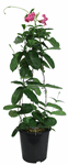 11" Mandevilla Alice Dupont Pink Large Leaf - G4849